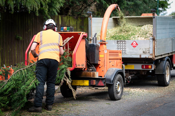 Tree Root Removal in Standish, MI